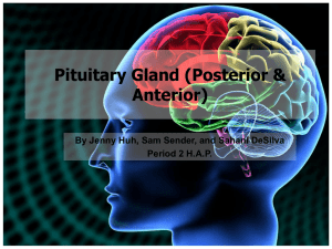 Pituitary Gland (Posterior & Anterior)