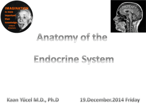 11. Endocrine System - Yeditepe University Pharma Anatomy