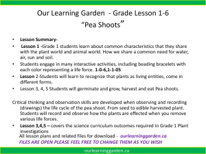 Seed - Our Learning Garden