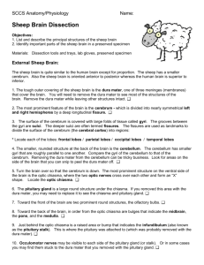 Sheep Brain Dissection - Mrs. Brenner's Biology