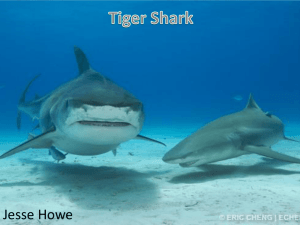 tiger sharks - OutdoorSunshine