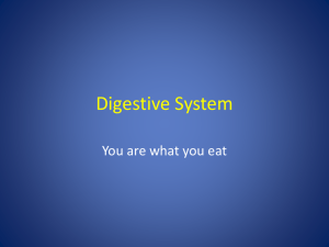 Digestive System