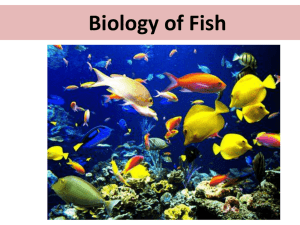 Biology of Fish - Ms Kim's Biology Class