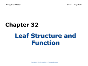 Chapter 32 Leaf Structure and Function