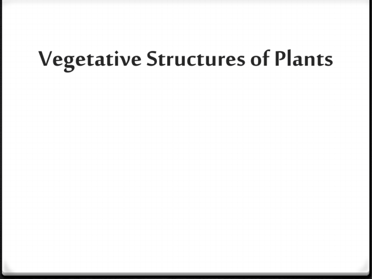 plant-parts-and-their-functions