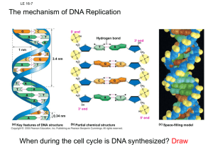 Concept 16.2: Many proteins work together in DNA replication and