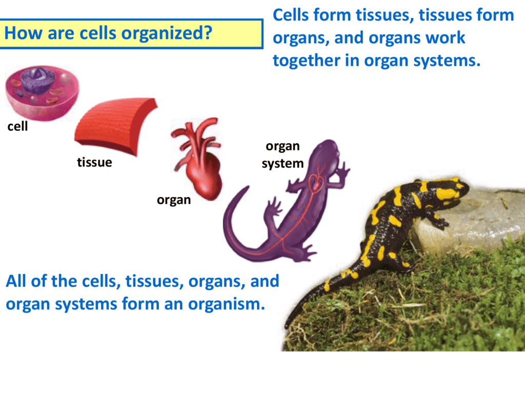 unicellular-vs-multicellular