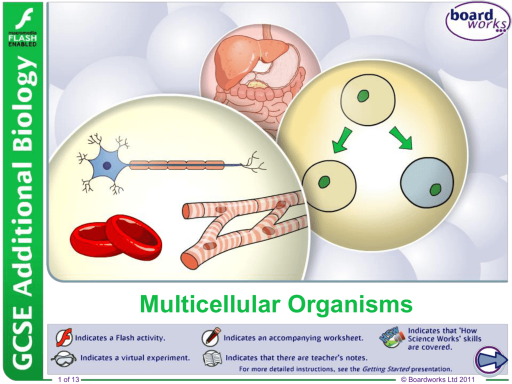 kai is developing a multimedia presentation on multicellular organisms