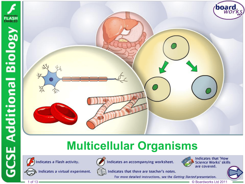 Multicellular Organisms