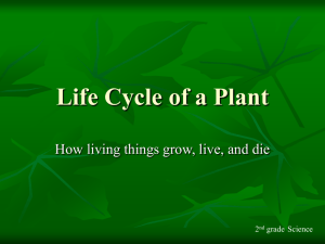 Life Cycle of a Plant