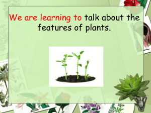 The Features of Plants