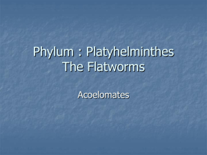 Phylum : Platyhelminthes