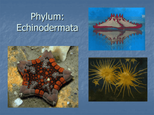 Phylum: Echinodermata
