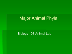 major animal phyla