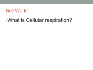 Cellular Respiration