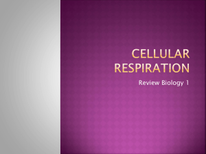 2 Cellular Respiration