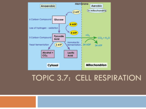 Topic 3.7 cell respiration (9-20).