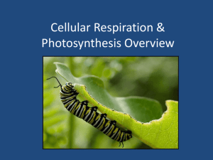 Cellular Respiration & Photosynthesis Overview