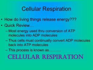 CHAPTER 9: Cellular Respiration