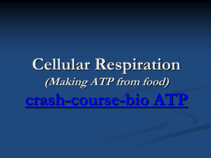 Cellular Respiration (Making ATP from food)