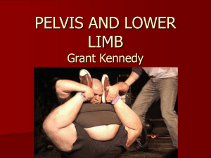 pelvis and lower limb - Calgary Emergency Medicine