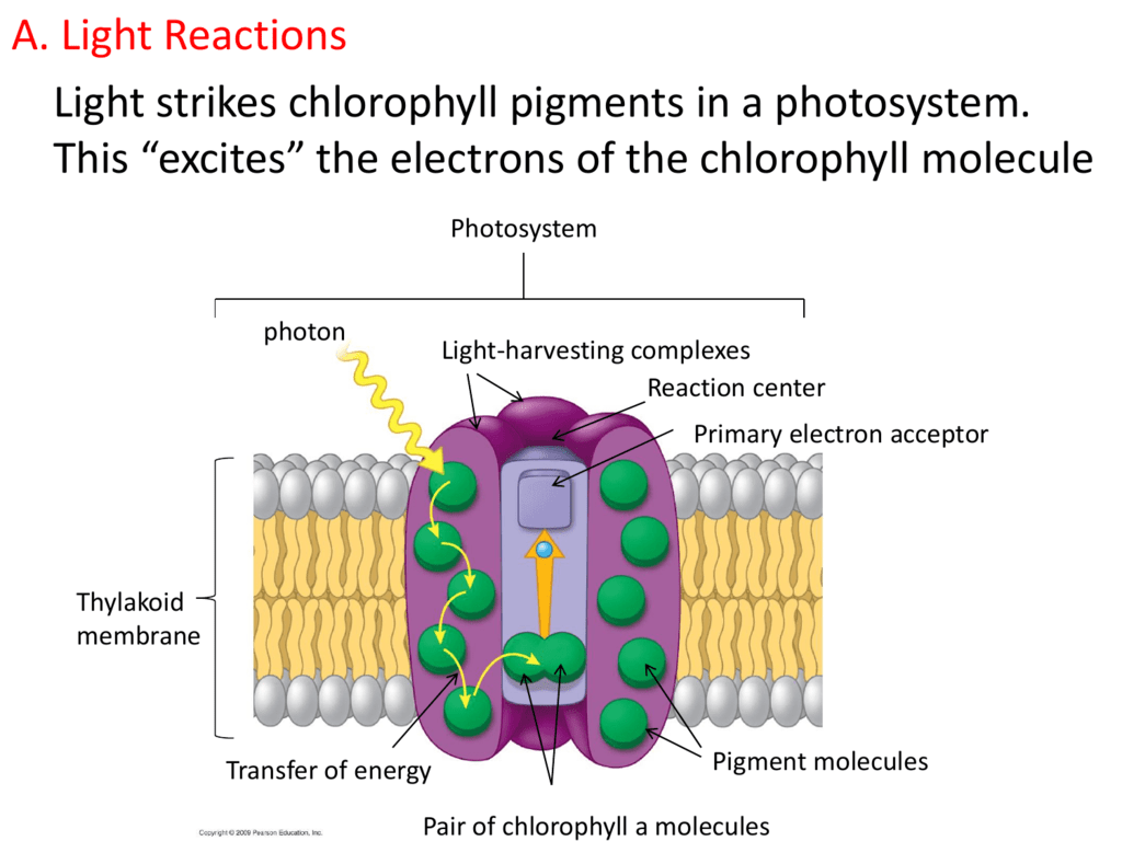 Process Of Photosynthesis