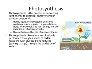 Photosynthesis - The Light Reaction