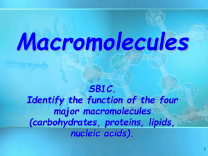 Macromolecules PowerPoint