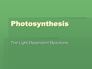 Photosynthesis : Light Reactions