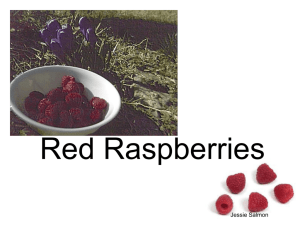 Raspberries - Towson University