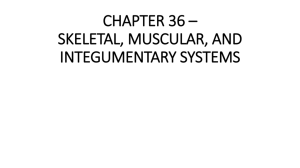 CHAPTER 36 * SKELETAL, MUSCULAR, AND INTEGUMENTARY