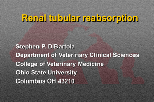 Renal tubular reabsorption - College of Veterinary Medicine