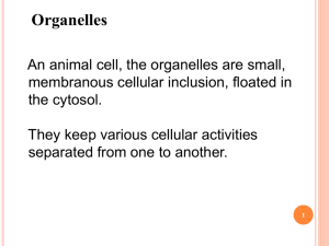 ORGANELLE STRUCTURE AND FUNCTION