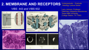membrane and receptors - PEER