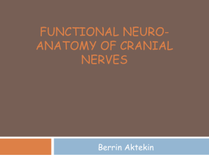 Cranial nerves-ing