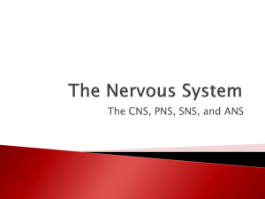 Nervous System - POLYTECH High School