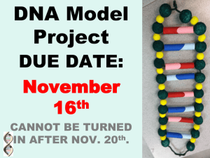 DNA Model Project Examples