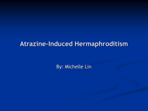 Atrazine-Induced Hermaphroditism
