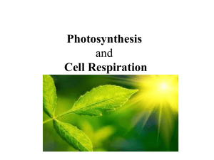 Photosynthesis - Fort Bend ISD
