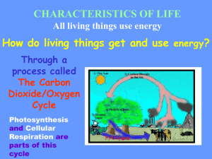 Through a process called The Carbon Dioxide/Oxygen Cycle