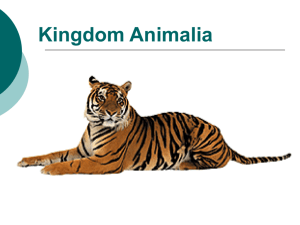 Kingdom Animalia: Worms