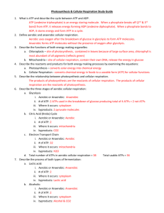 Photosynthesis & Cellular Respiration Study Guide What is ATP and
