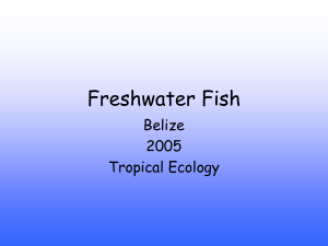 Freshwater Fish of Belize