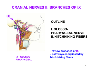 PowerPoint Glossopharyngeal Nerve2012f