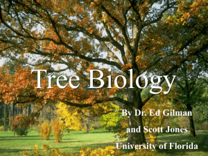Tree Biology - University of Florida