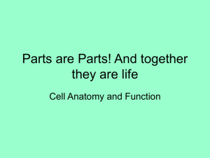 Cell Anatomy - Greeley Schools