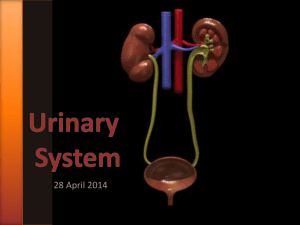 Urinary System - Uplift Education