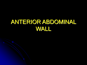 kumc 37 anterior abdominal wall student