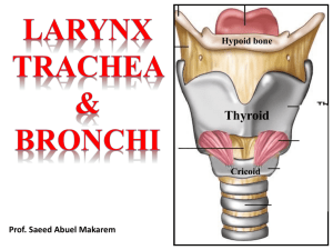 3-Larynx, Trachea & Bronchi