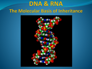 Chapter 12 - DNA & RNA